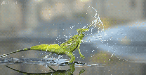 IMG_2860.GIF